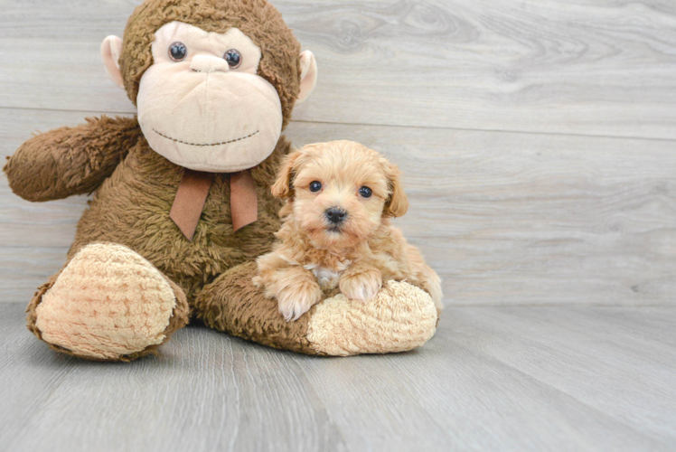 Best Maltipoo Baby