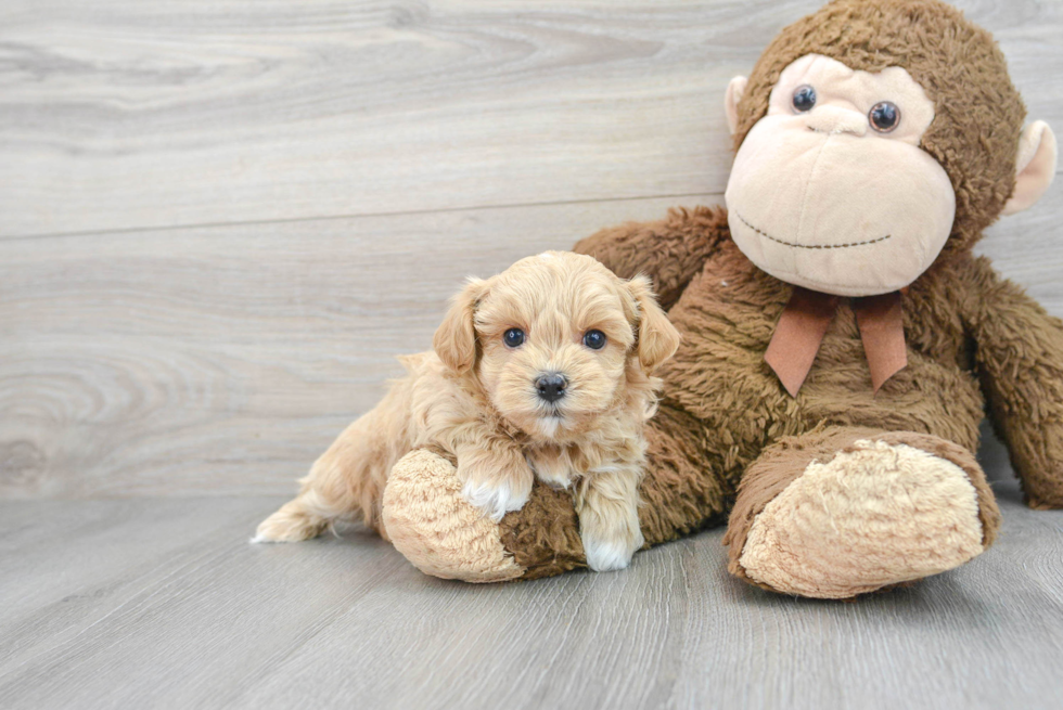 Happy Maltipoo Baby