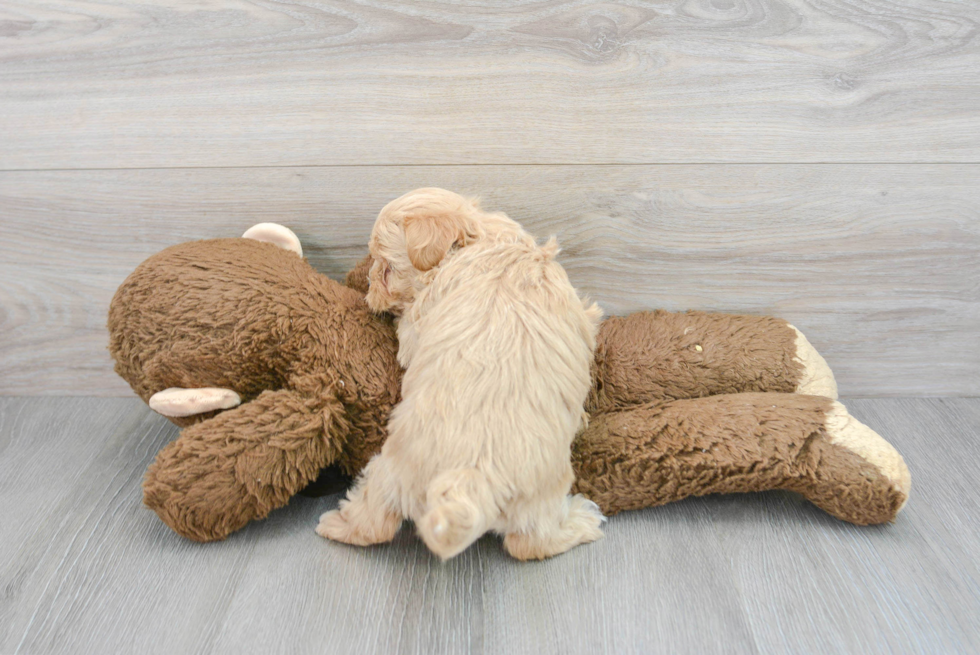 Friendly Maltipoo Baby