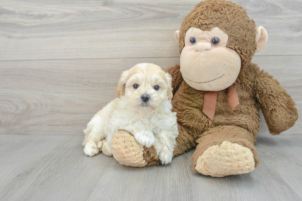Small Maltipoo Baby