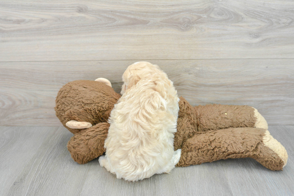 Smart Maltipoo Poodle Mix Pup