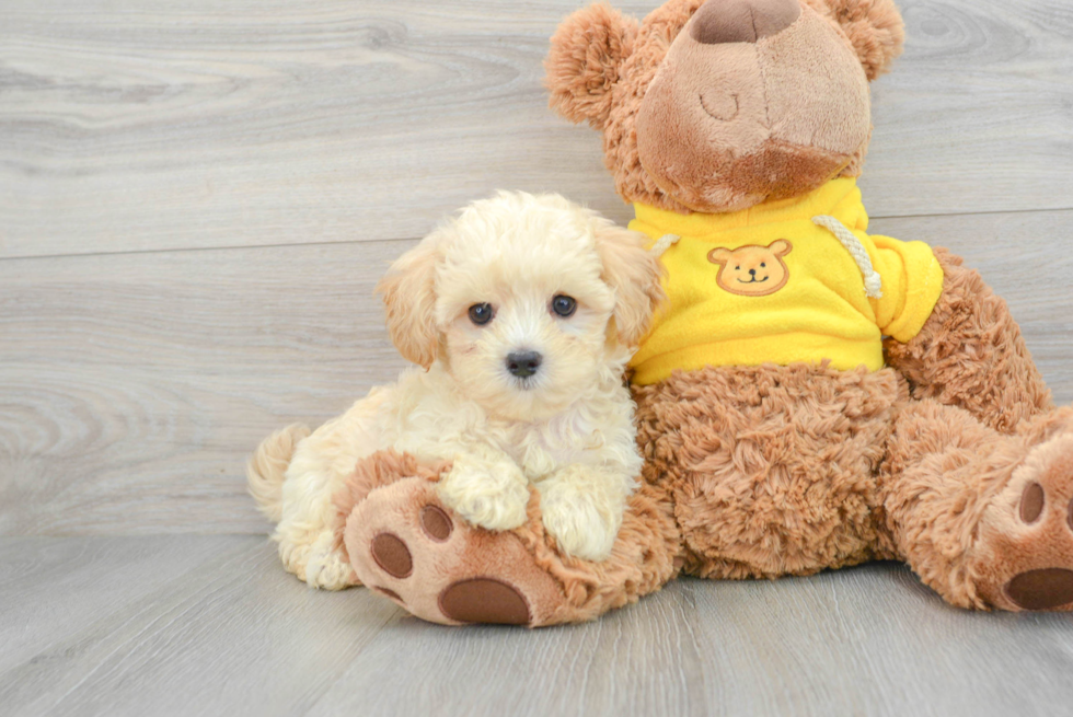 Friendly Maltipoo Baby