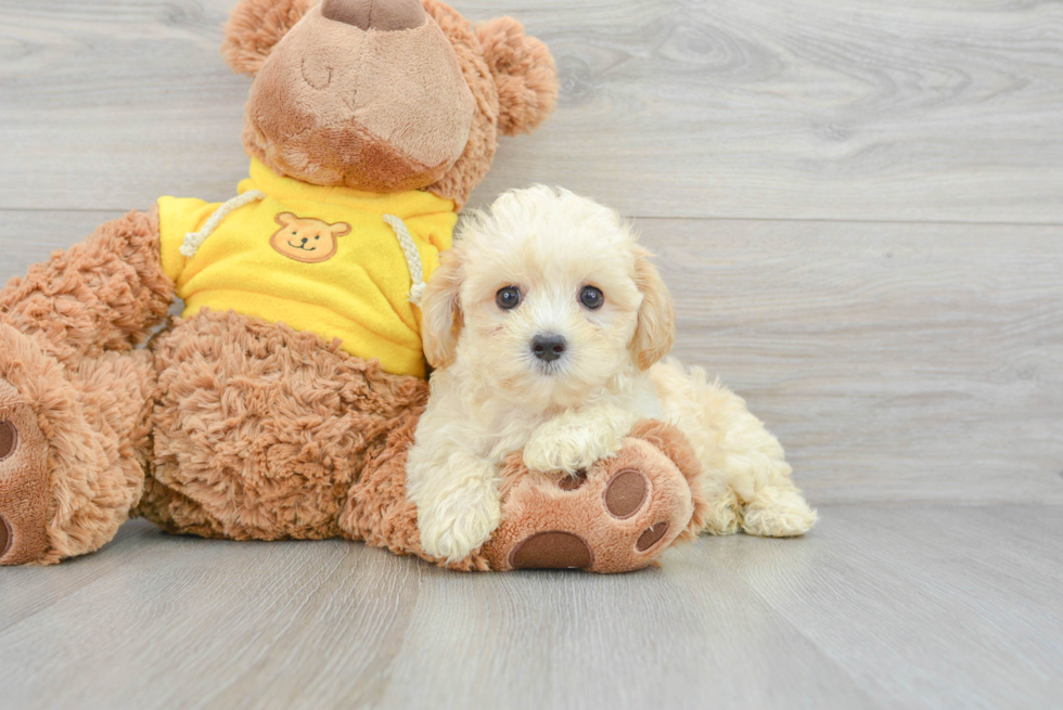 Popular Maltipoo Poodle Mix Pup