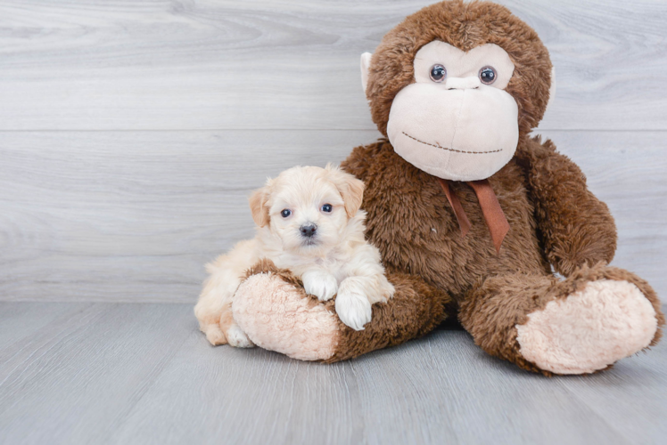 Popular Maltipoo Poodle Mix Pup