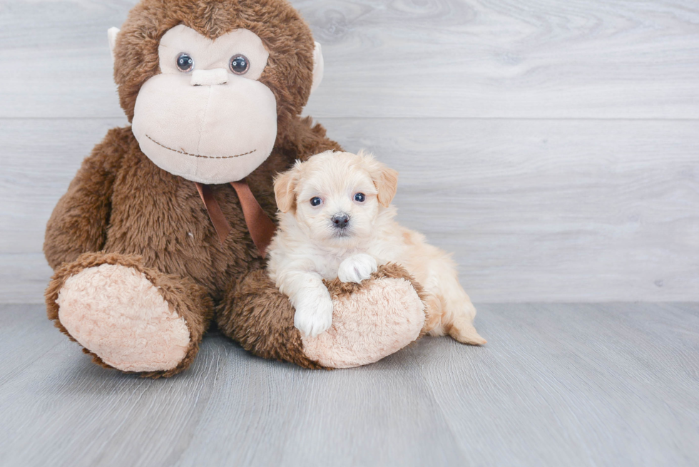 Maltipoo Puppy for Adoption