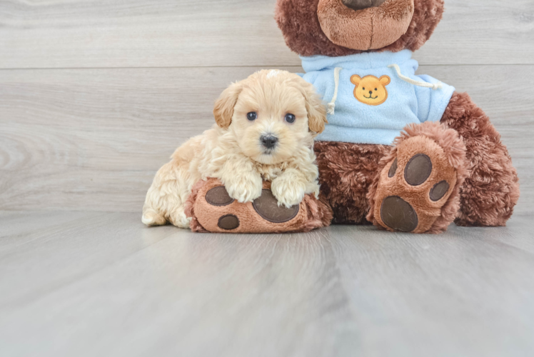 Maltipoo Puppy for Adoption