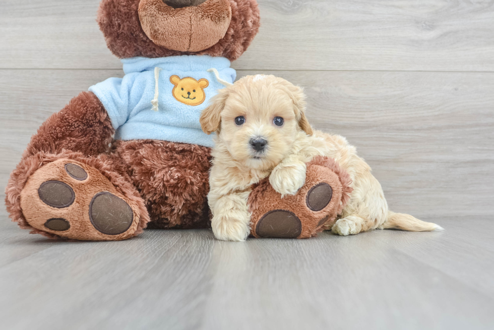 Best Maltipoo Baby