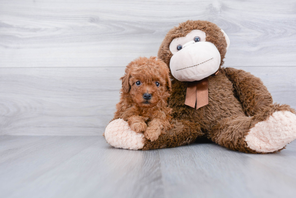 Popular Maltipoo Poodle Mix Pup