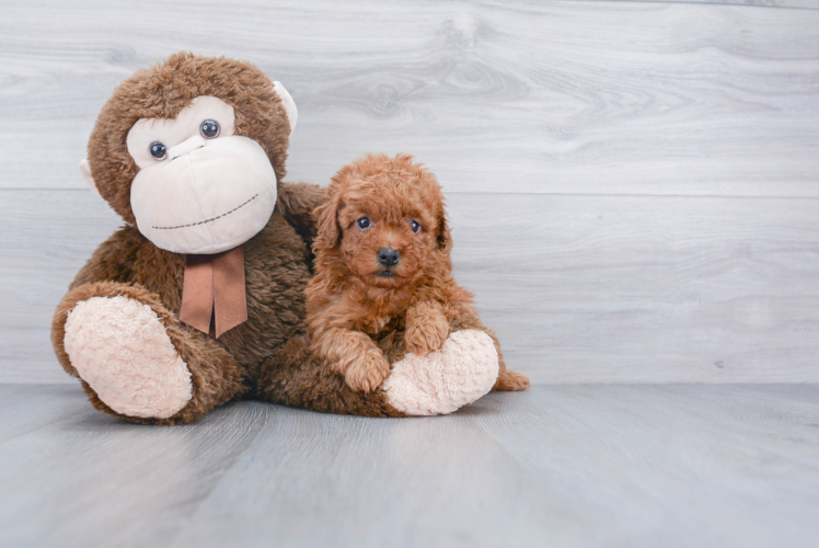 Little Maltepoo Poodle Mix Puppy