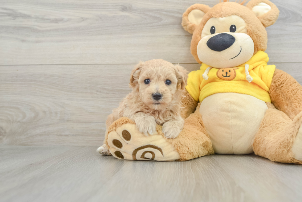 Maltipoo Puppy for Adoption