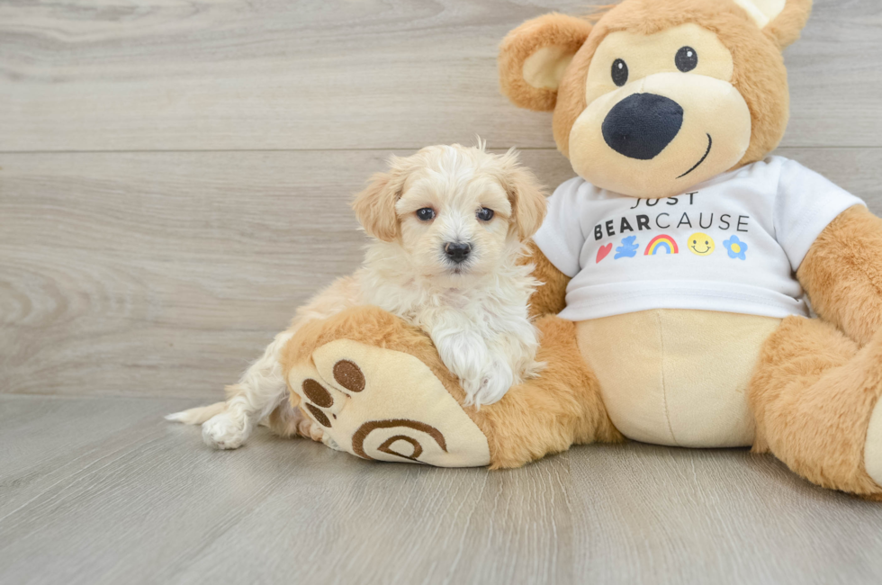 6 week old Maltipoo Puppy For Sale - Premier Pups