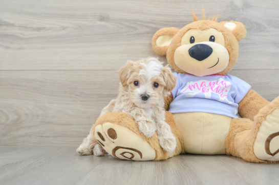 Maltipoo Pup Being Cute