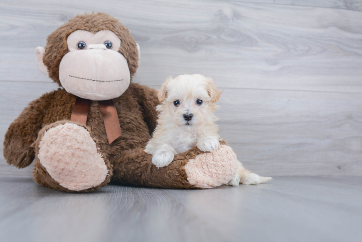 Fluffy Maltipoo Poodle Mix Pup