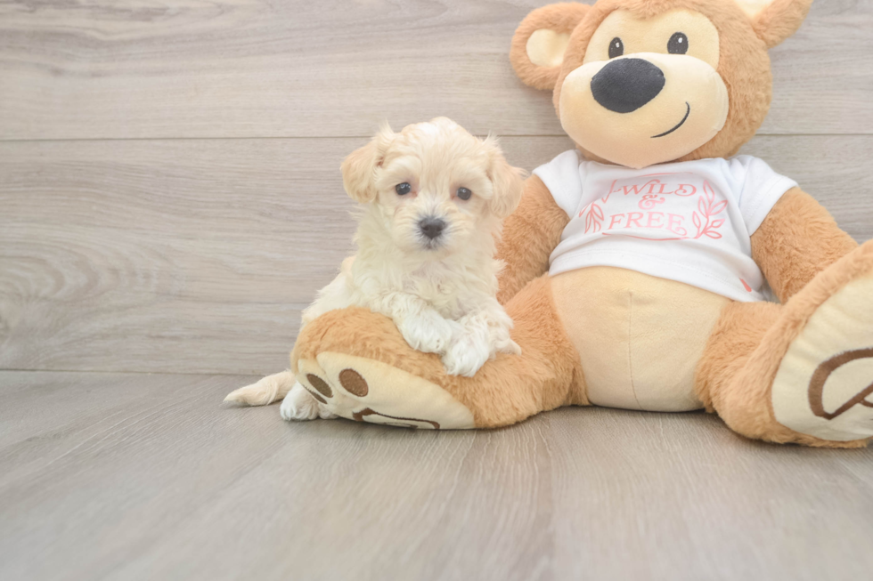 Adorable Maltepoo Poodle Mix Puppy