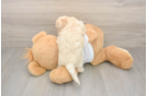 Maltipoo Puppy for Adoption