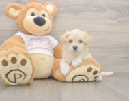 8 week old Maltipoo Puppy For Sale - Premier Pups