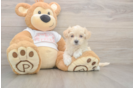 Playful Maltese Poodle Poodle Mix Puppy
