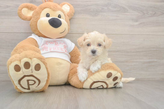 Playful Maltese Poodle Poodle Mix Puppy
