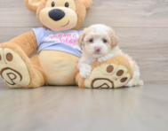 8 week old Maltipoo Puppy For Sale - Premier Pups