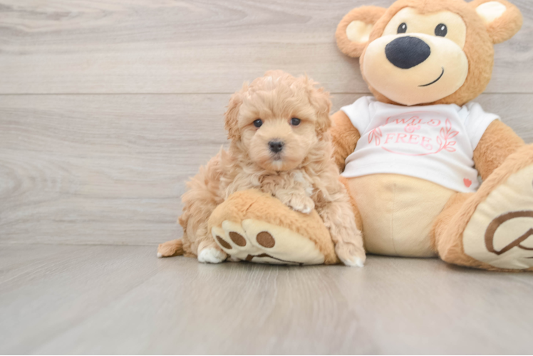 Maltipoo Puppy for Adoption