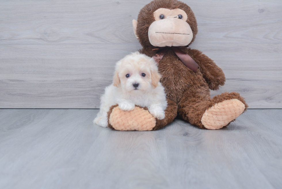 Maltipoo Pup Being Cute