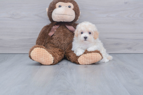 Maltipoo Pup Being Cute