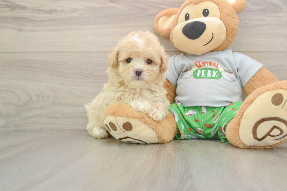 Maltipoo Pup Being Cute