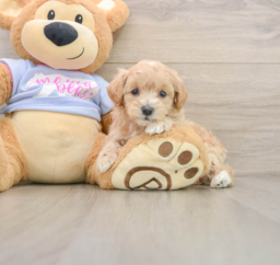 8 week old Maltipoo Puppy For Sale - Premier Pups