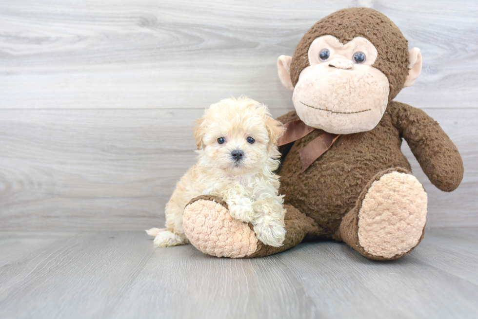 Maltipoo Pup Being Cute