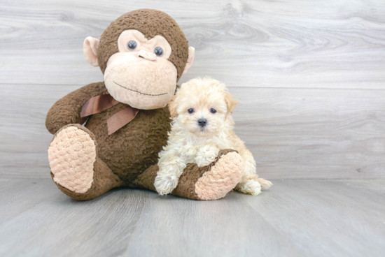 Adorable Maltepoo Poodle Mix Puppy