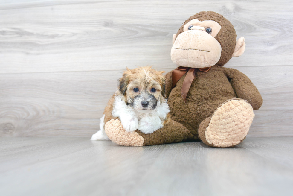 Funny Maltipoo Poodle Mix Pup