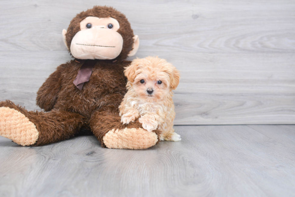 Friendly Maltipoo Baby