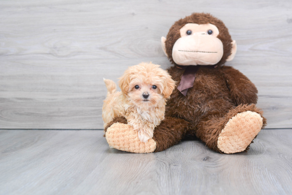 Funny Maltipoo Poodle Mix Pup