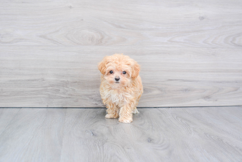 Best Maltipoo Baby