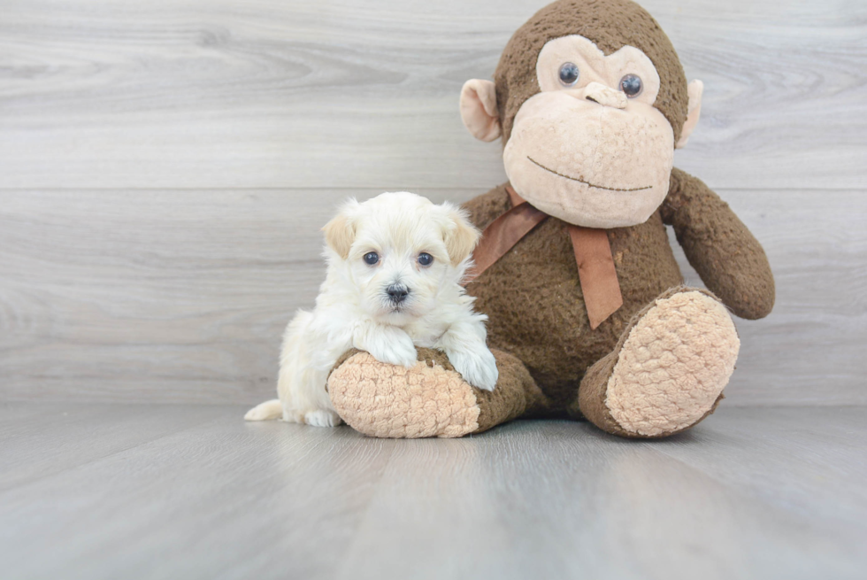 Small Maltipoo Baby