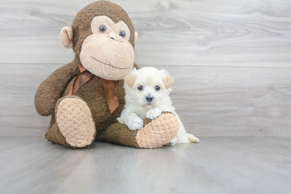 Maltipoo Pup Being Cute