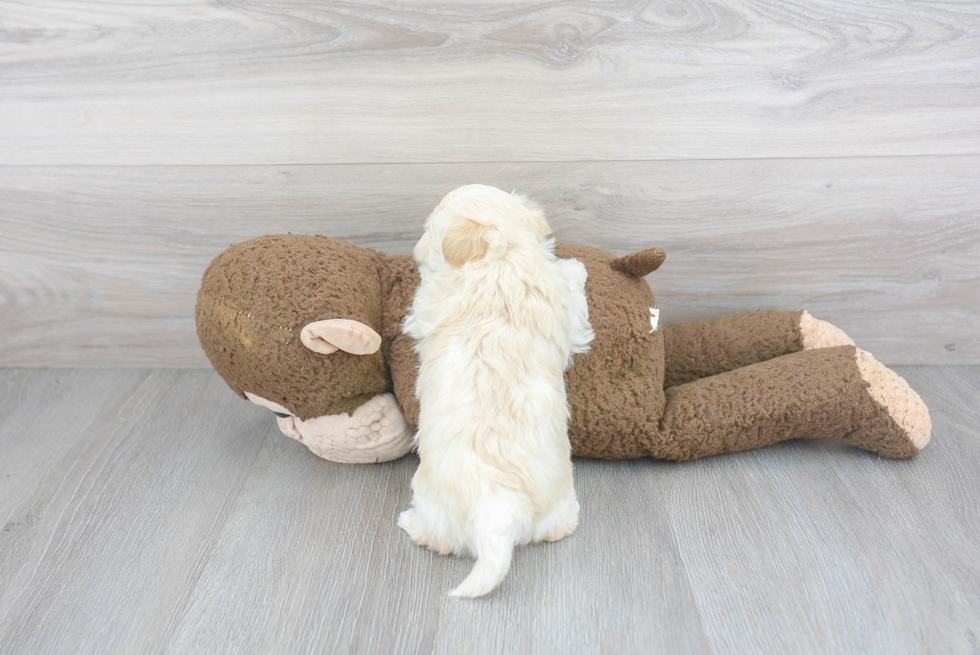 Maltipoo Pup Being Cute