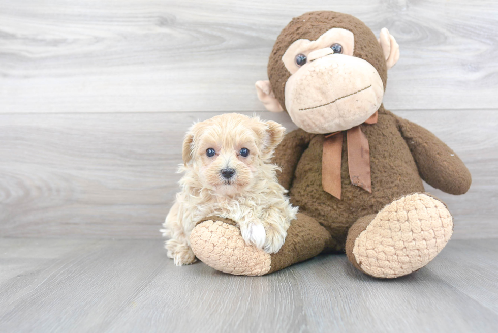 Maltipoo Pup Being Cute