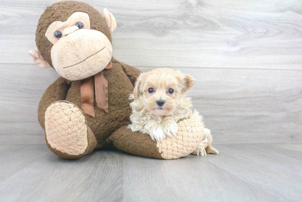 Best Maltipoo Baby