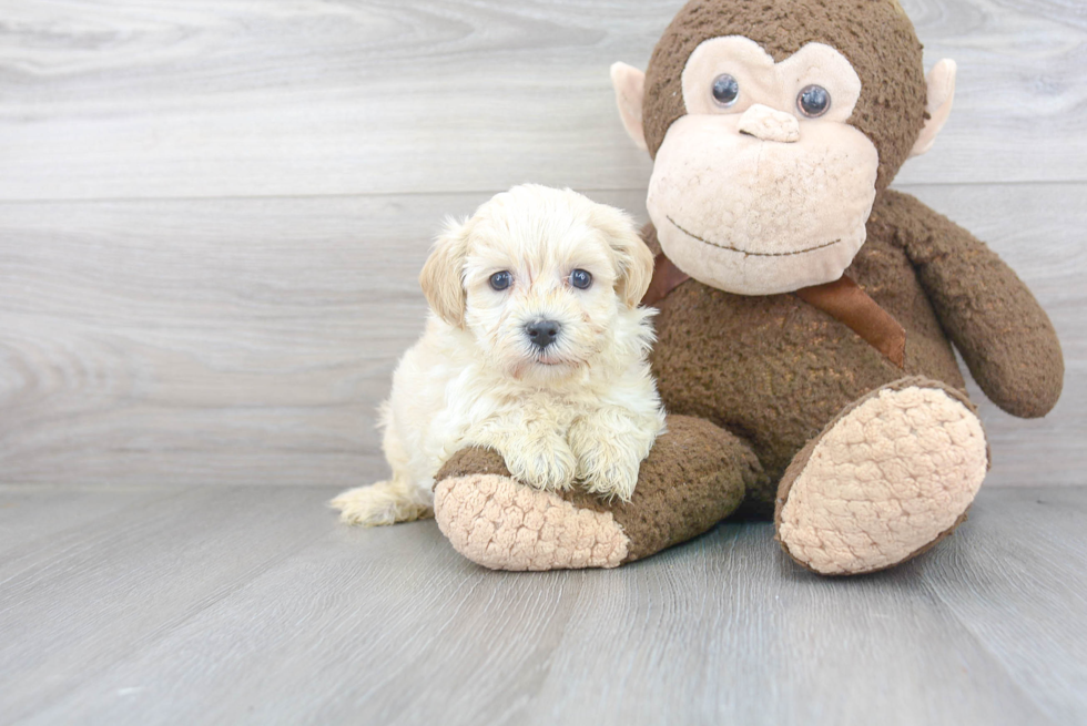 Maltipoo Pup Being Cute