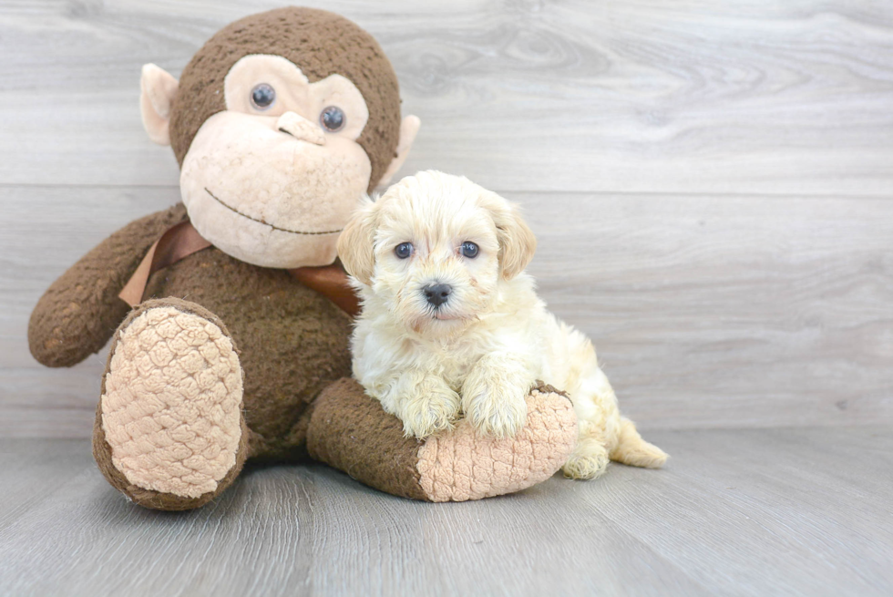 Best Maltipoo Baby