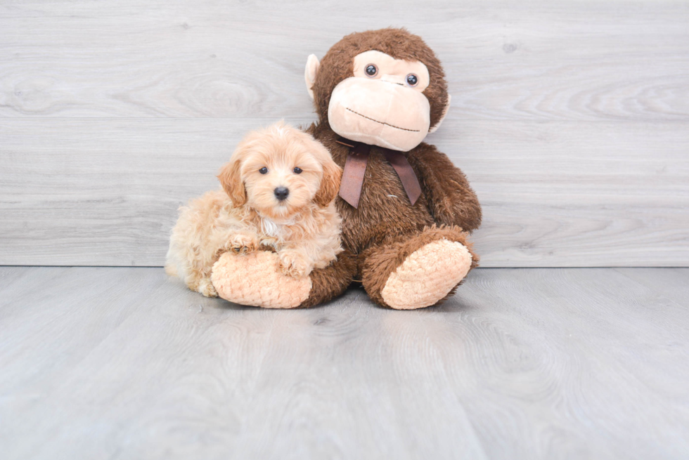 Playful Maltepoo Poodle Mix Puppy