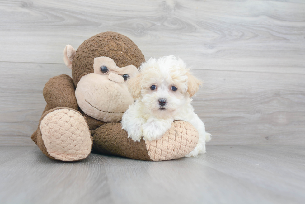 Small Maltipoo Baby