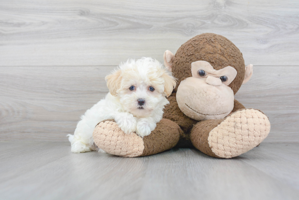 Best Maltipoo Baby