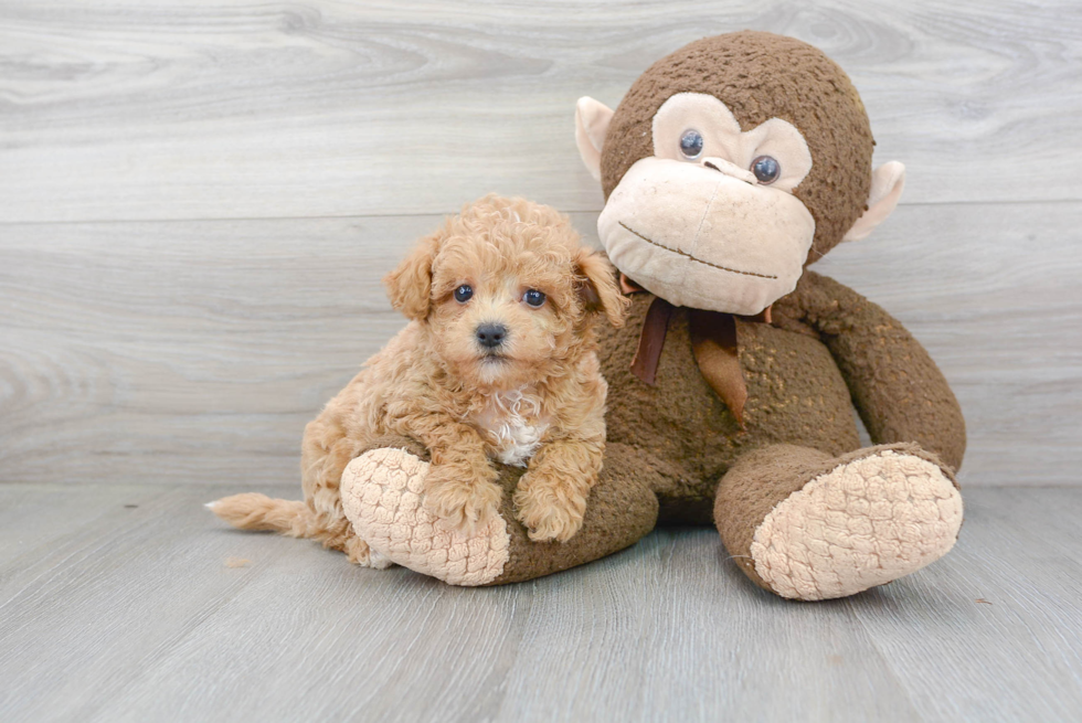 Maltipoo Puppy for Adoption