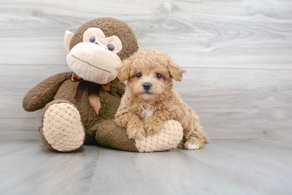 Best Maltipoo Baby