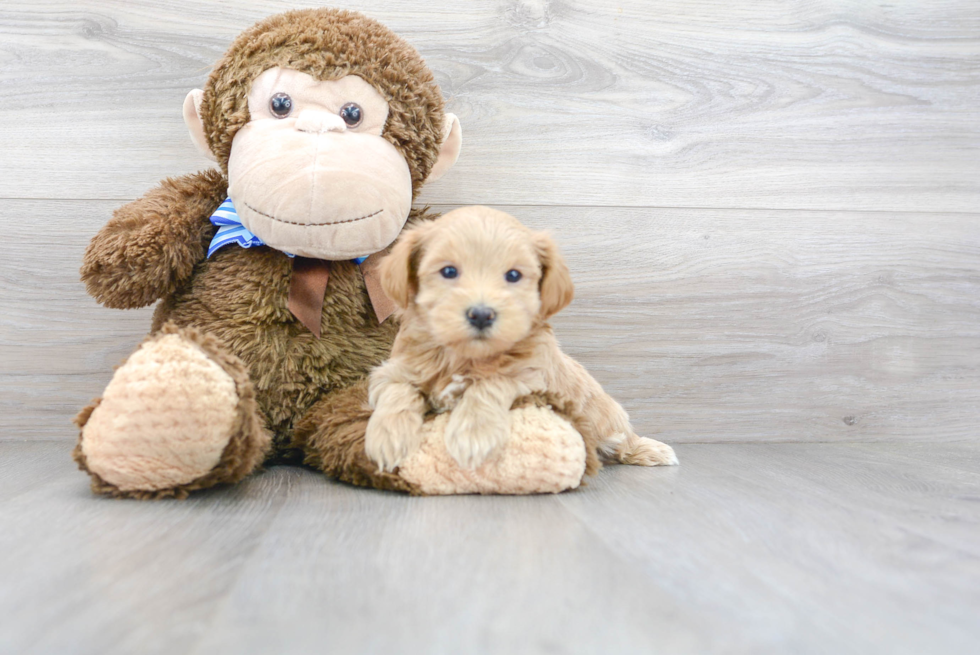 Happy Maltipoo Baby