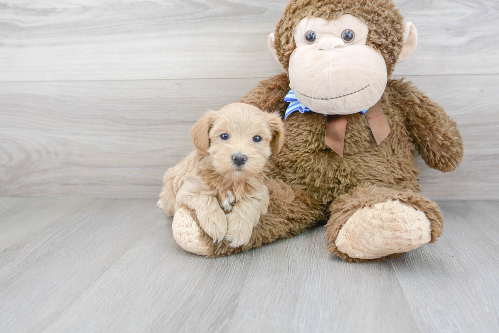 Friendly Maltipoo Baby