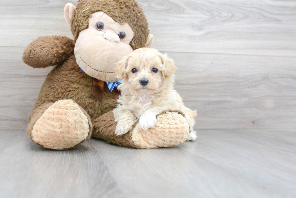 Energetic Maltese Poodle Poodle Mix Puppy