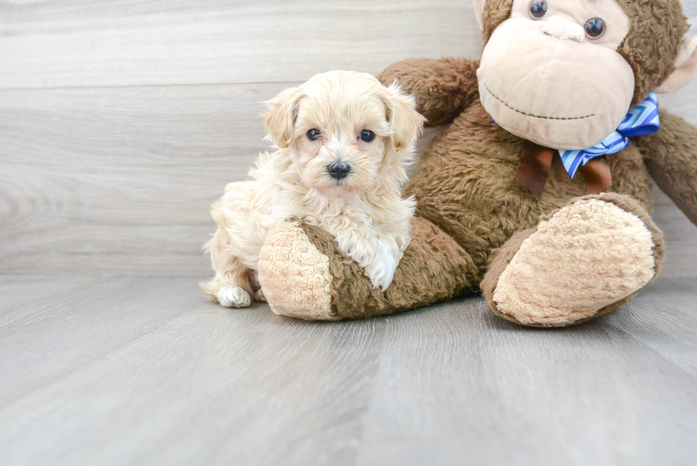 Maltipoo Pup Being Cute